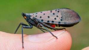 scientific plant service spotted lanternflies scientific plant service spotted lanternflies